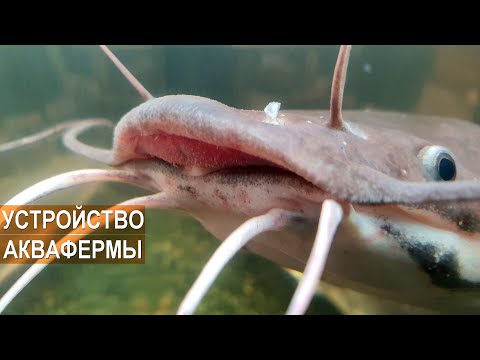 Видео: Устройство фермы по разведению клариевого сома. Тульская область