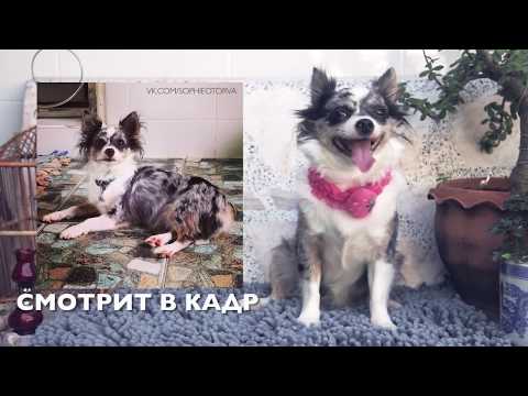 Видео: Как фотографировать собак | Ошибки и советы | Чихуахуа Софи