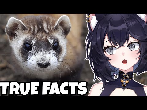 Видео: Биолог Vtuber РЕАКЦИЯ на реальные факты: Восстание КОТЯТЕЙ-ЗМЕИ (реакция Зе Франка)