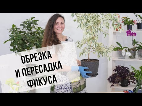 Видео: Фикус Бенджамина | Весенняя обрезка и пересадка