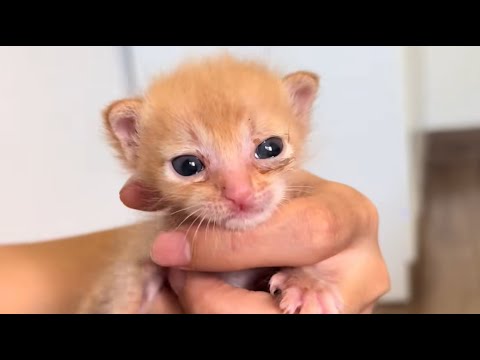 Видео: Ей было всего несколько дней от роду, но ее сила воли тронула меня до слез...