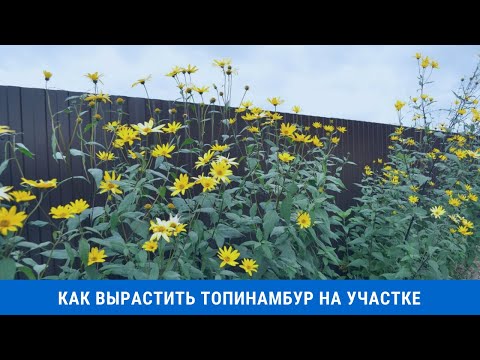 Видео: Как вырастить топинамбур на участке