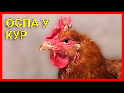 Видео: ОСПА У КУР / КАК лечить