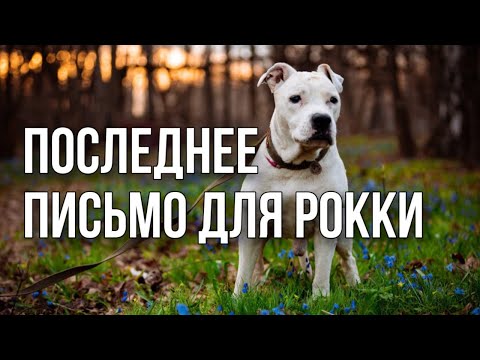 Видео: МЕСЯЦ БЕЗ ТЕБЯ | РАЗВЕЯЛА ПРАХ РОККИ | A MONTH WITHOUT YOU | SCATTERED THE ASHES OF ROCKY