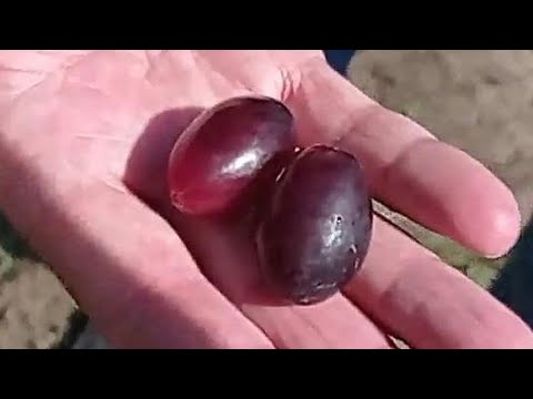 Видео: @Коли перші ягоди на винограді з моменту посадки