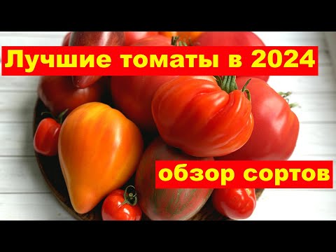 Видео: ЛУЧШИЕ СОРТА ТОМАТОВ по итогам 2024 года, УРОЖАЙНЫЕ и ВКУСНЫЕ