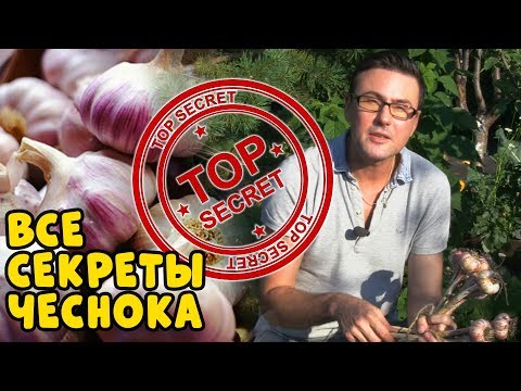 Видео: ВСЕ СЕКРЕТЫ ЧЕСНОКА! Как вырастить большой урожай крупного чеснока?