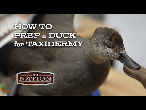 Видео: Как подготовить утку к таксидермии | DU Nation