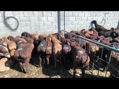 Видео: Базар Коргон кой азары