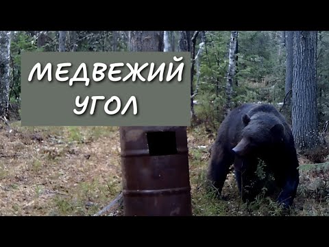 Видео: Очередная проверка привады. Снял фотоловушку и пожалел.
