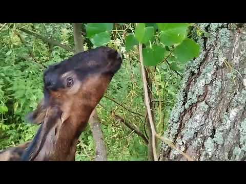 Видео: Козы нашли гнездо