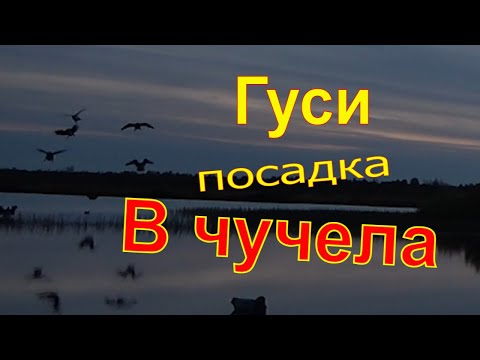 Видео: Охота на утку #8 Гуси сели прямо в чучела