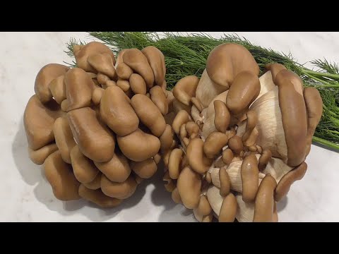 Видео: Ну оОчень вкусные грибы вешенки! Как вкусно пожарить вешенки.