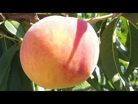 Видео: Персик Флемінг Ф'юрі PF Lucky 13.