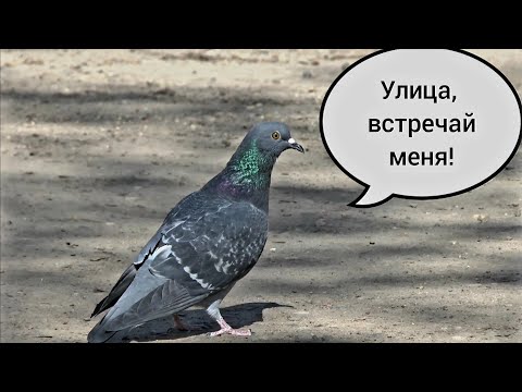 Видео: Выпуск здорового голубя на волю