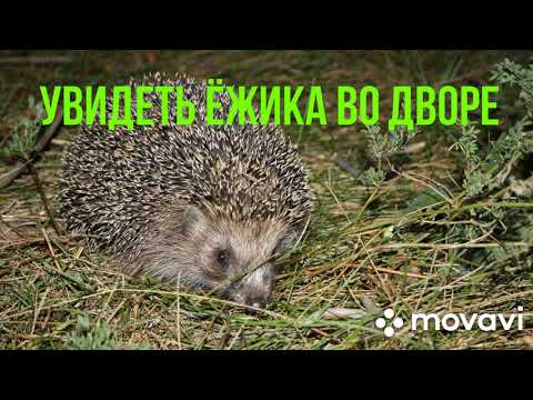 Видео: Народная примета. Увидеть ёжика во дворе.