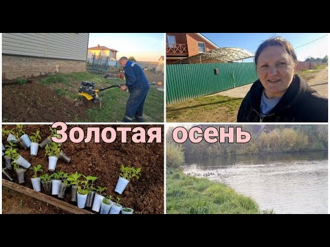 Видео: Пашем целину. В теплице завелась Белокрылка. Спасаю Гортензии. Стадо коз на дороге создали пробку