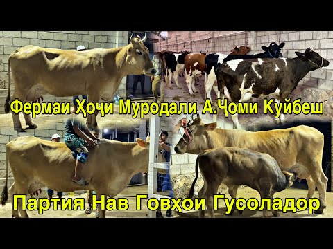 Видео: ФЕРМАИ ҲОҶИ МУРОДАЛИ КУЙБЕШ ПАРТИЯИ НАВ ГОВҲОИ ГУСОЛАДОРИ ЗОТИ 28 августа 2025 г.