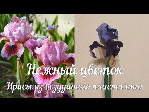 Видео: Мастер-класс по лепке из пластилина "Ирисы"