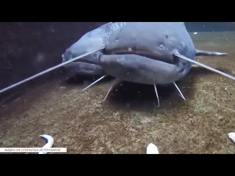 Видео: Бережное отношение к природе. Запрет на лов рыбы