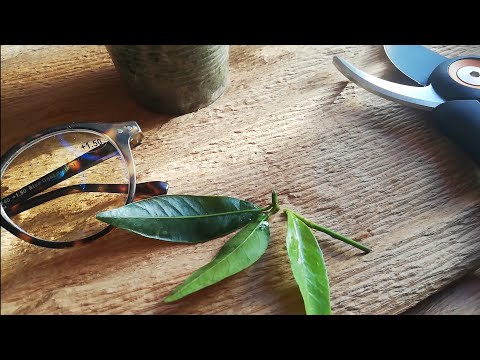 Видео: Прививка цитруса. Всё нюансы для удачного срастания.