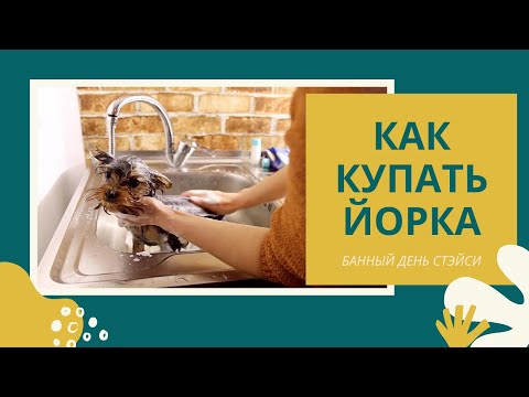 Видео: Как купать йоркширского терьера: чем мыть йорка, как часто купать, когда и как правильно мыть щенка