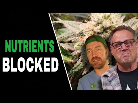 Видео: Исправьте ЭТУ проблему с pH, и ваши растения каннабиса будут процветать