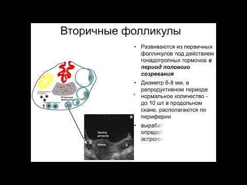 Видео: Эхографическая характеристика матки и придатков в различные фазы цикла