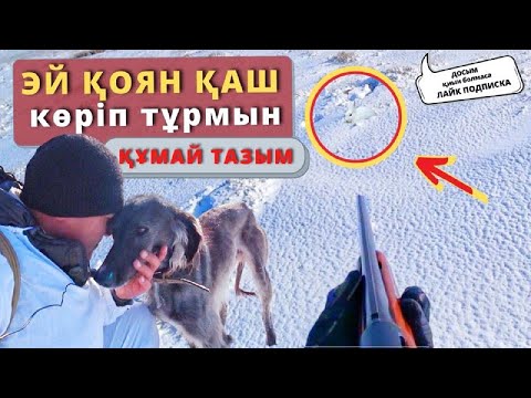 Видео: Қоянды ізімен таптым. Құмай тазы. ОХОТА НА ЗАЙЦА С ТАЗЫ!