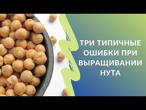 Видео: Три типичные ошибки при выращивании нута