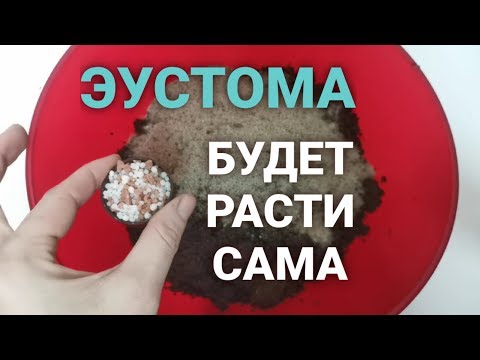 Видео: Эустома! ВСЕ СЕКРЕТЫ ВЫРАЩИВАНИЯ РАСКРЫТЫ