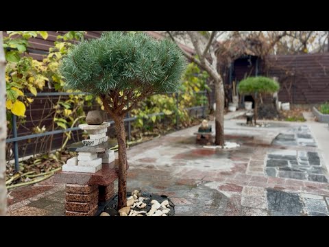 Видео: МЫ ЭТО СДЕЛАЛИ! ЗАВЕРШАЮЩЕЕ ДЕКОРИРОВАНИЕ “ЯПОНСКОГО САДИКА”! 🎑 СТРИЖКИ СОСЕН! 