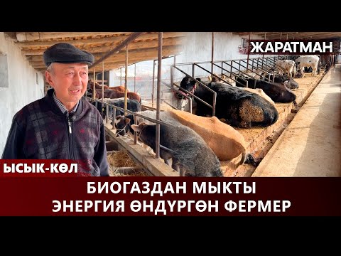 Видео: Биогаздан мыкты энергия өндүргөн фермер // ЖАРАТМАН