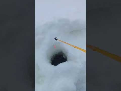 Видео: рыбалка Новая Игирма