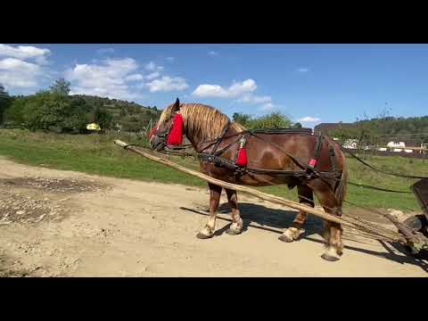 Видео: 0 (98) 565 04 70 всі деталі 🐎💪