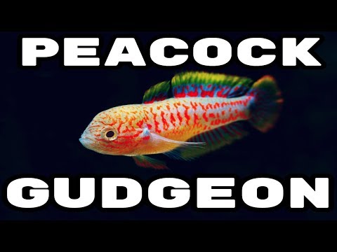 Видео: Peacock Gudgeon — идеальная нано-рыбка