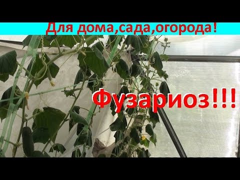 Видео: Смертельное увядание листьев огурцов!!!