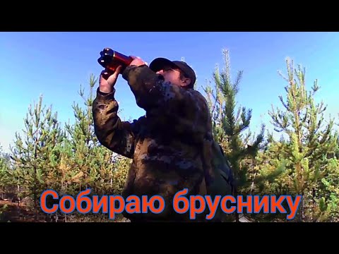 Видео: Собираю бруснику.