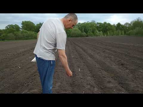 Видео: Посев тыквы