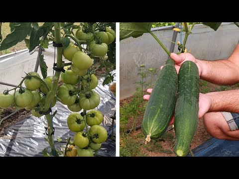 Видео: Дайте это помидорам, они вырастут за мгновение! Сила органических добавок