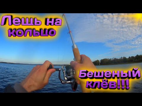 Видео: Бешеный клёв леща!!!#Ловля леща на кольцо.#Мега поводок!!!
