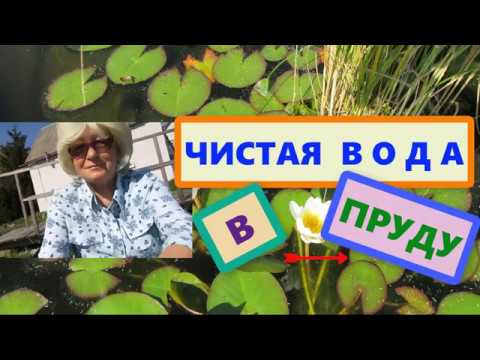 Видео: Чистая вода в пруду на даче. Что надо делать, чтобы вода не цвела