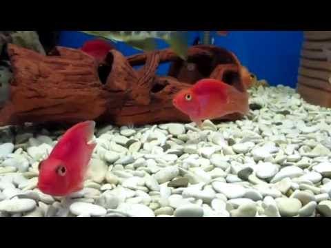 Видео: Рыбка Красный попугай.  Аквариумная рыбка.
