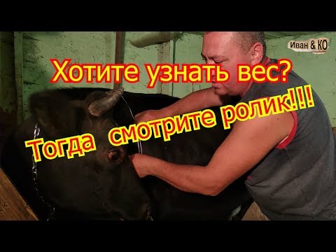 Видео: Как узнать вес нетели, коровы?  Вы узнаете из этого ролика!