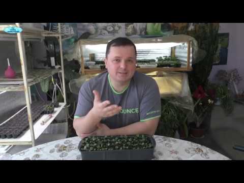 Видео: Почему сохнут листья на рассаде и как это исправить - все причины.