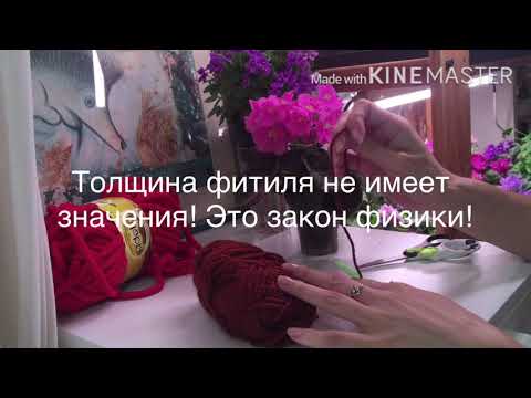 Видео: Как поставить ФИАЛКУ на ФИТИЛЬ. Два важных правила!
