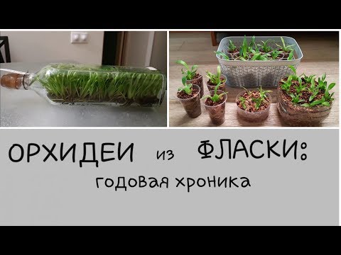 Видео: малыши-ОРХИДЕЙКИ  из  ФЛАСКИ  (хроника за год)