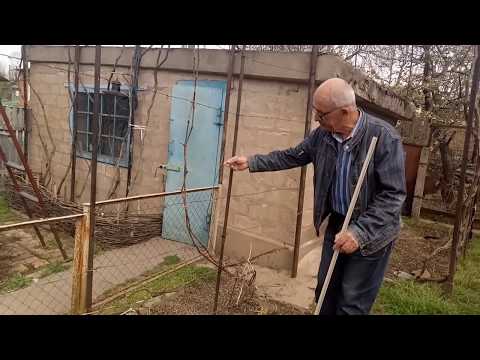 Видео: Формировка и выломка побегов на молодом кусте винограда для  горизонтальной части беседки