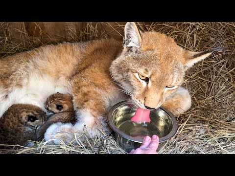 Видео: РЫСЬ УМКА С КОТЯТАМИ ПОСЛЕ РОДОВ / Алиса близко знакомится с рысями / Ханна сделала себе гнездо