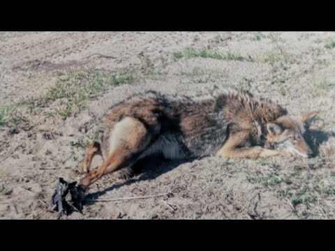 Видео: Плоский набор: пусть он будет маленьким